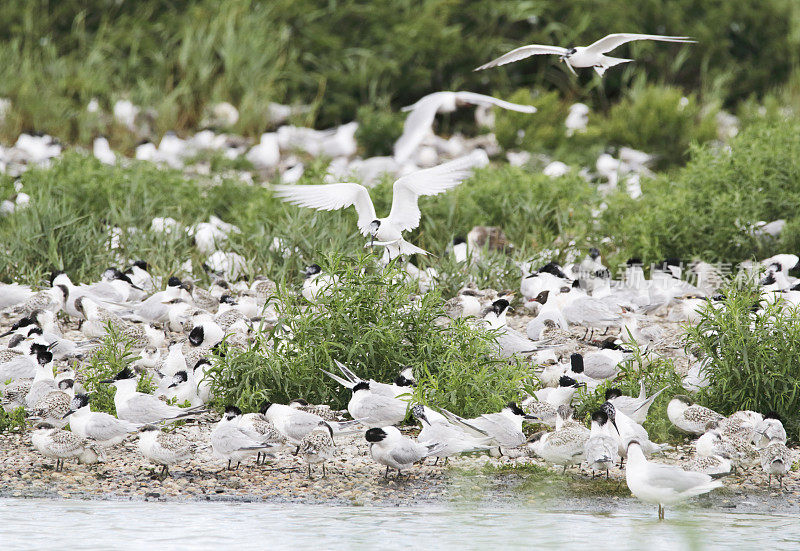 燕鸥(Sterna sandvicensis)